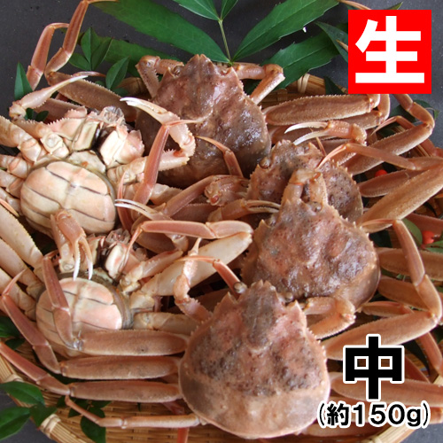 香住産 生せこがに 中 1匹 [お歳暮 ギフト]