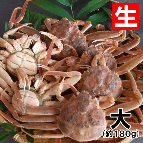 香住産 生せこがに 大 1匹 [お歳暮 ギフト]