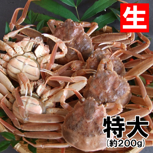 香住産 生せこがに 特大 1匹 [お歳暮 ギフト]