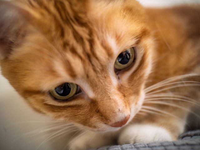 LAOWA Argus 18mm F0.95 MFT APO 【マイクロフォーサーズ専用】