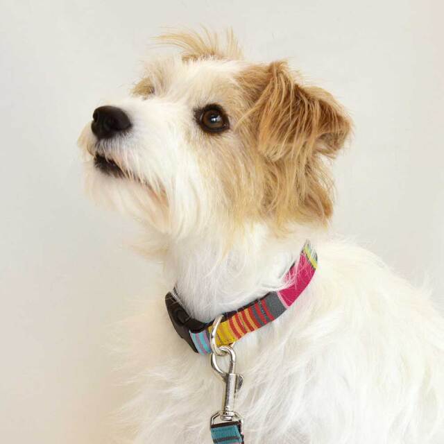 ベネツィアカラー