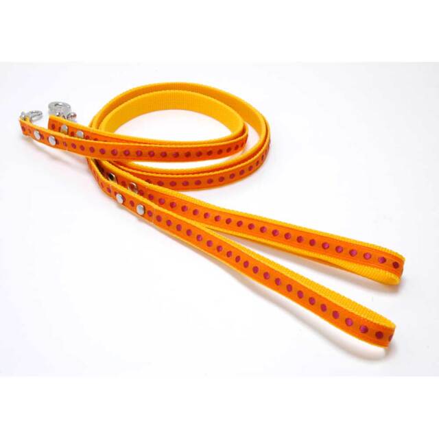 プチドットリード