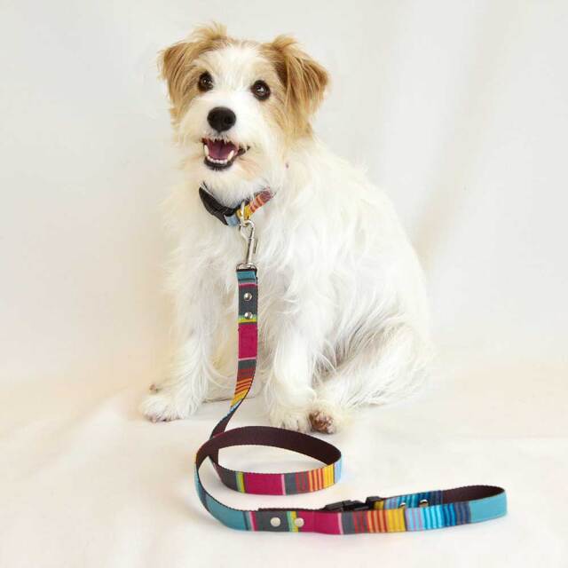 ベネツィアリード