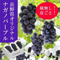 信州産 ナガノパープル 約1kg(2～3房) 【414】