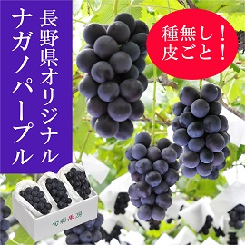 信州産 ナガノパープル 約1kg(2～3房) 【414】