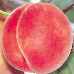 まるみ白桃　約３ｋｇ　（大玉）