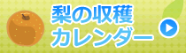 梨の収穫カレンダー