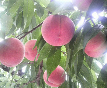 暁星2kg - 桃