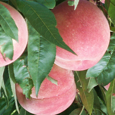 あかつき2kg - 桃