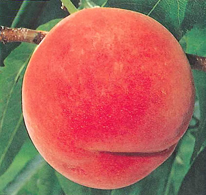 ゆうぞら2kg - 桃