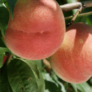 ７月の白桃 　約３ｋｇ