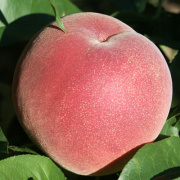 白鳳　約２kg