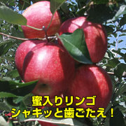 サンふじ　約5ｋｇ（家庭用パック詰）