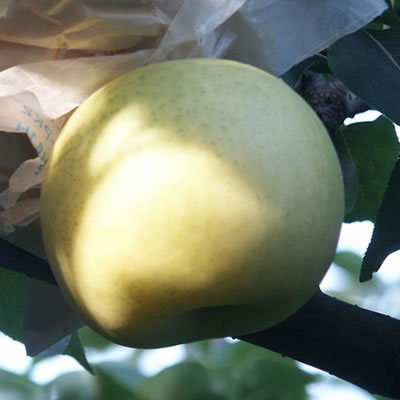 二十世紀　約５ｋｇ（家庭用、食べ切りサイズ）