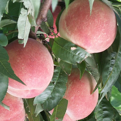 黄金桃　約２ｋｇ