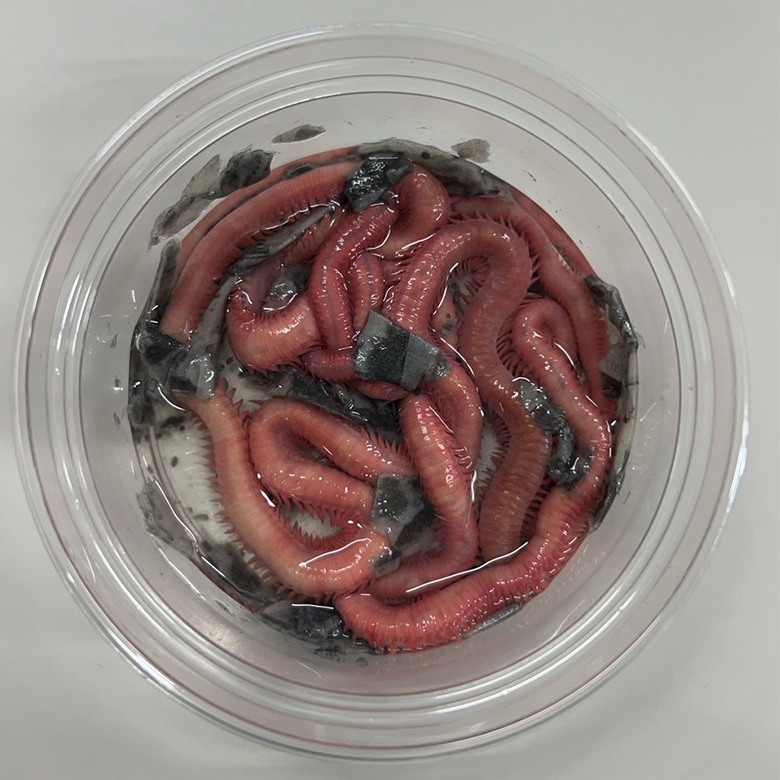 南本虫 大1匹 ミナミ 本虫 パック 553