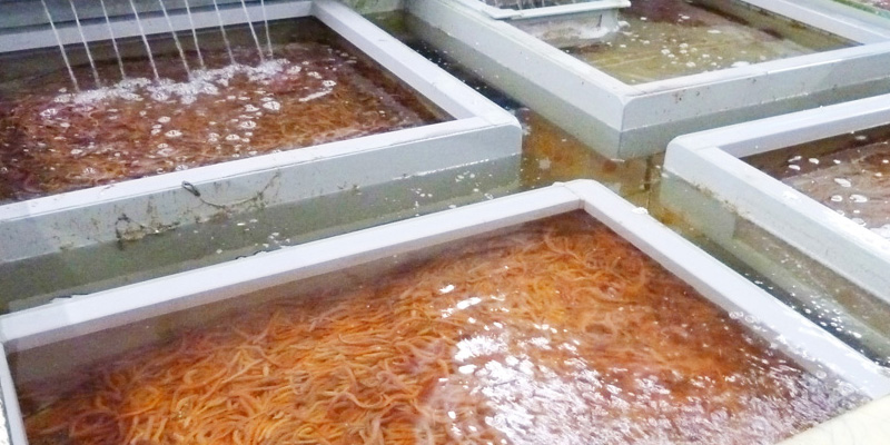 活きエサの生簀