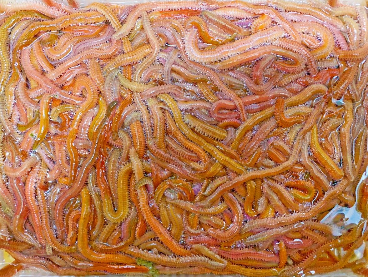 [252] スーパー赤イソメ ５００ｇ　釣り餌　超お得！ 【完全養殖】　※ノークレーム限定