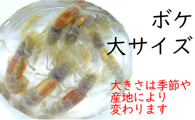 [663] ボケ（大サイズ）１０匹セット　約４.０cm以上　※ノークレーム限定