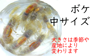 [662] ボケ（中サイズ）１０匹セット　約４.０cm以下　※ノークレーム限定