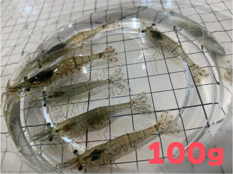 [881] スジエビ（モエビ）１００ｇ（約１００匹）約２～３ｃｍ　【他商品との同梱不可】　※ノークレーム限定