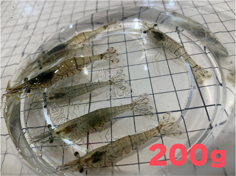 [882] スジエビ（モエビ）２００ｇ（約２００匹）約２～３ｃｍ　【他商品との同梱不可】　※ノークレーム限定