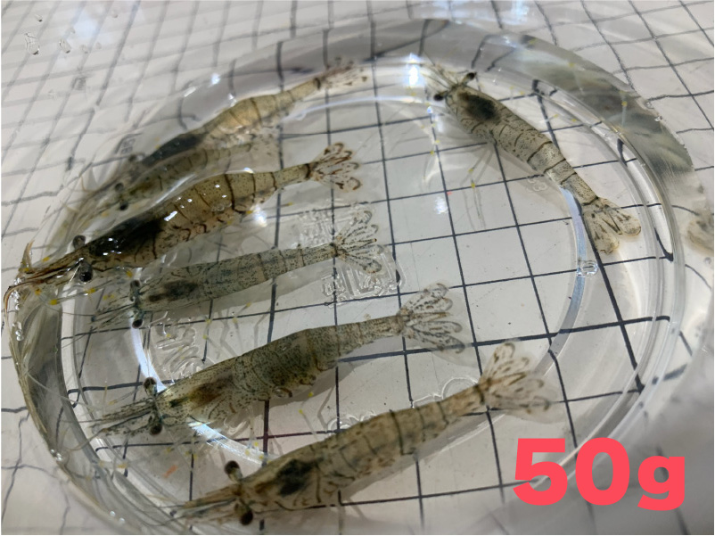 [885] スジエビ（モエビ）５０ｇ（約５０匹）約２～３ｃｍ　【他商品との同梱不可】　※ノークレーム限定