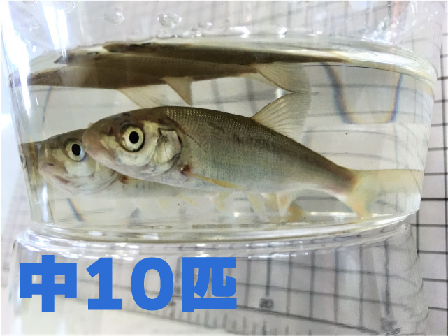 [812] 銀兵（ウグイ）１０匹セット　中サイズ　約８～１２ｃｍまで 【他商品同梱不可】　※ノークレーム限定