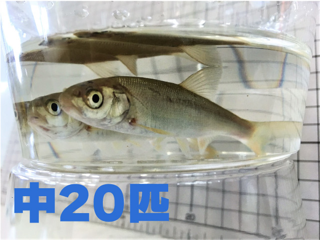 [822] 銀兵（ウグイ）２０匹セット　中サイズ　約８～１２ｃｍまで 【他商品同梱不可】　※ノークレーム限定