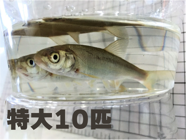 [814] 銀兵（ウグイ）１０匹セット　特大サイズ　２０cm前後【他商品との同梱不可】　※ノークレーム限定