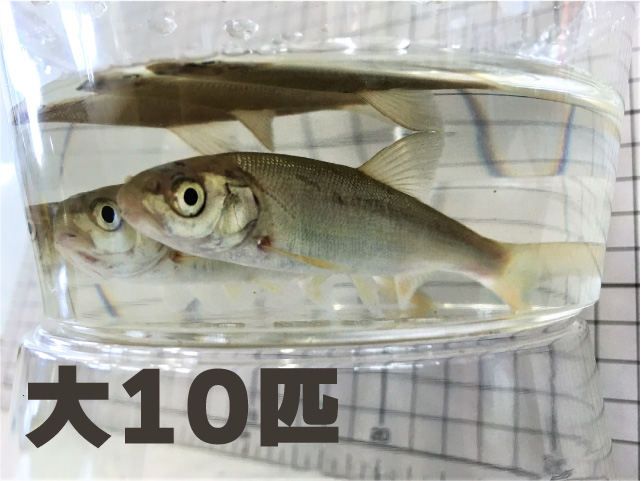 [813] 銀兵（ウグイ）１０匹セット　大サイズ　約１２～１８ｃｍ 程度【他商品との同梱不可】　※ノークレーム限定