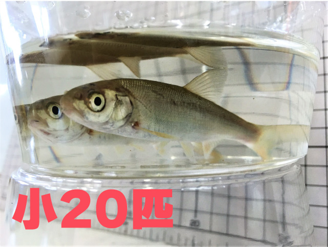 [821] 銀兵（ウグイ）２０匹セット　小サイズ　約５～８ｃｍ程度【他商品同梱不可】　※ノークレーム限定