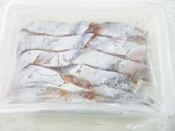 冷凍エサ　カツオハラモ