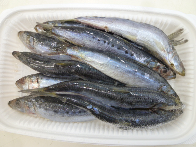 【オリジナル】イワシ(10匹入)