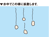 チヌパワースペシャルMP（エムピー）_3