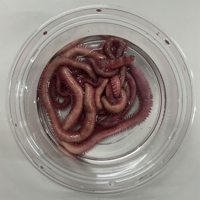 南本虫 中2匹 ミナミ 本虫 パック 552