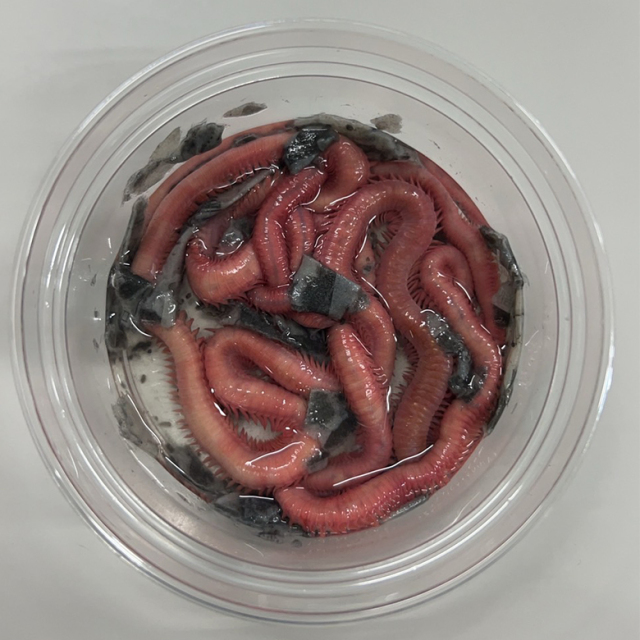 南本虫 大1匹 ミナミ 本虫 パック 553