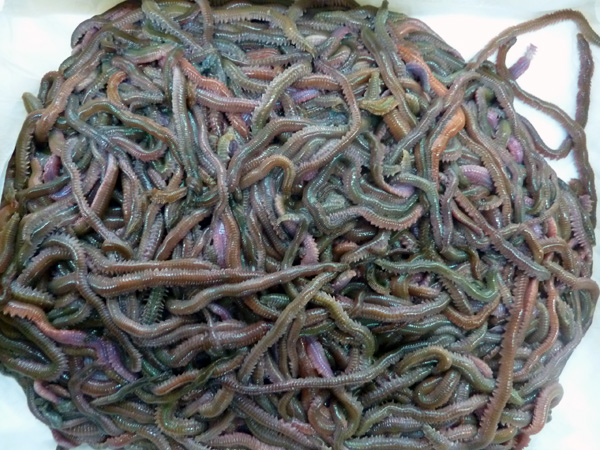 つりえさのことならおまかせ 釣り餌通販 フィッシングショップティーポート
