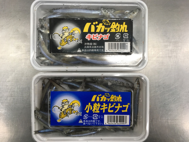 キビナゴ新_1
