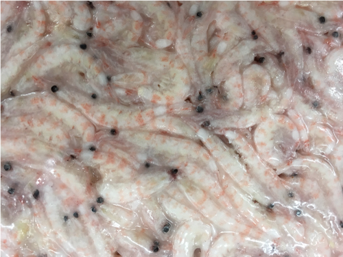 生オキアミ(約3kg）