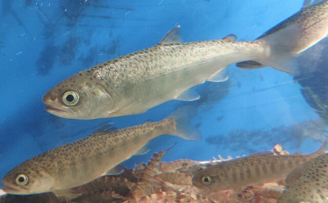 ［771］活エサ　銀鮭　小サイズ　10匹/1ケース限定　5～8ｃｍ前後 【他商品同梱不可】※ノークレーム了承　