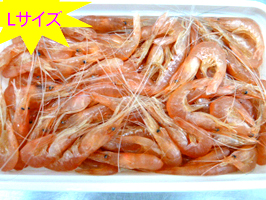 爆釣本磯エビ L