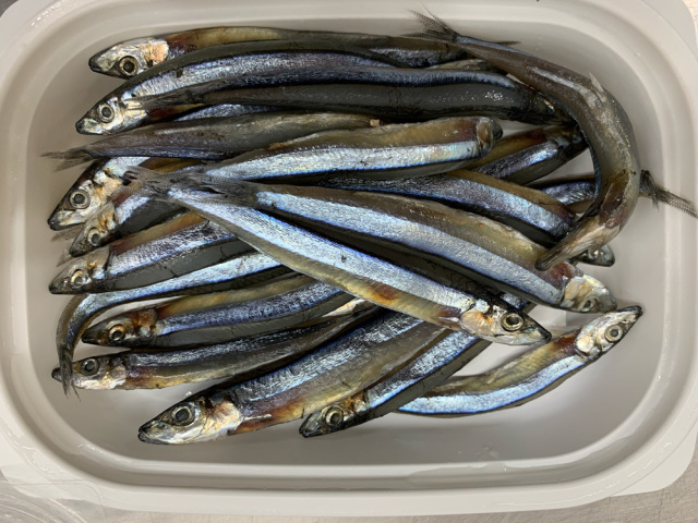 塩締めキビナゴ