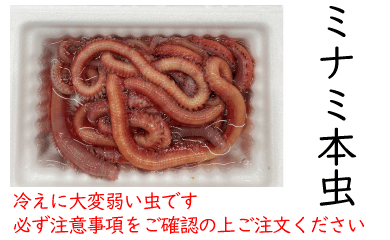 [552] ミナミ本虫（マムシ・岩虫）パック　釣り餌　※ノークレーム限定