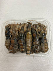 冷凍 カメジャコ 12匹 ダンゴ釣り 海上釣堀 刺し餌 1000000528756