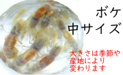 [662] ボケ（中サイズ）１０匹セット　約４.０cm以下　※ノークレーム限定