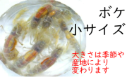 [661] ボケ（小サイズ）１０匹セット　約３.０cm以下　※ノークレーム限定