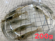 [882] スジエビ（モエビ）２００ｇ　　【他商品との同梱不可】　※ノークレーム限定