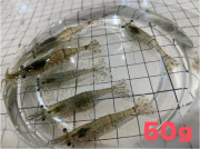 [885] スジエビ（モエビ）５０ｇ　　【他商品との同梱不可】　※ノークレーム限定