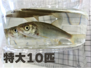 [814] 銀兵（ウグイ）１０匹セット　特大サイズ　２０cm前後【他商品との同梱不可】　※ノークレーム限定